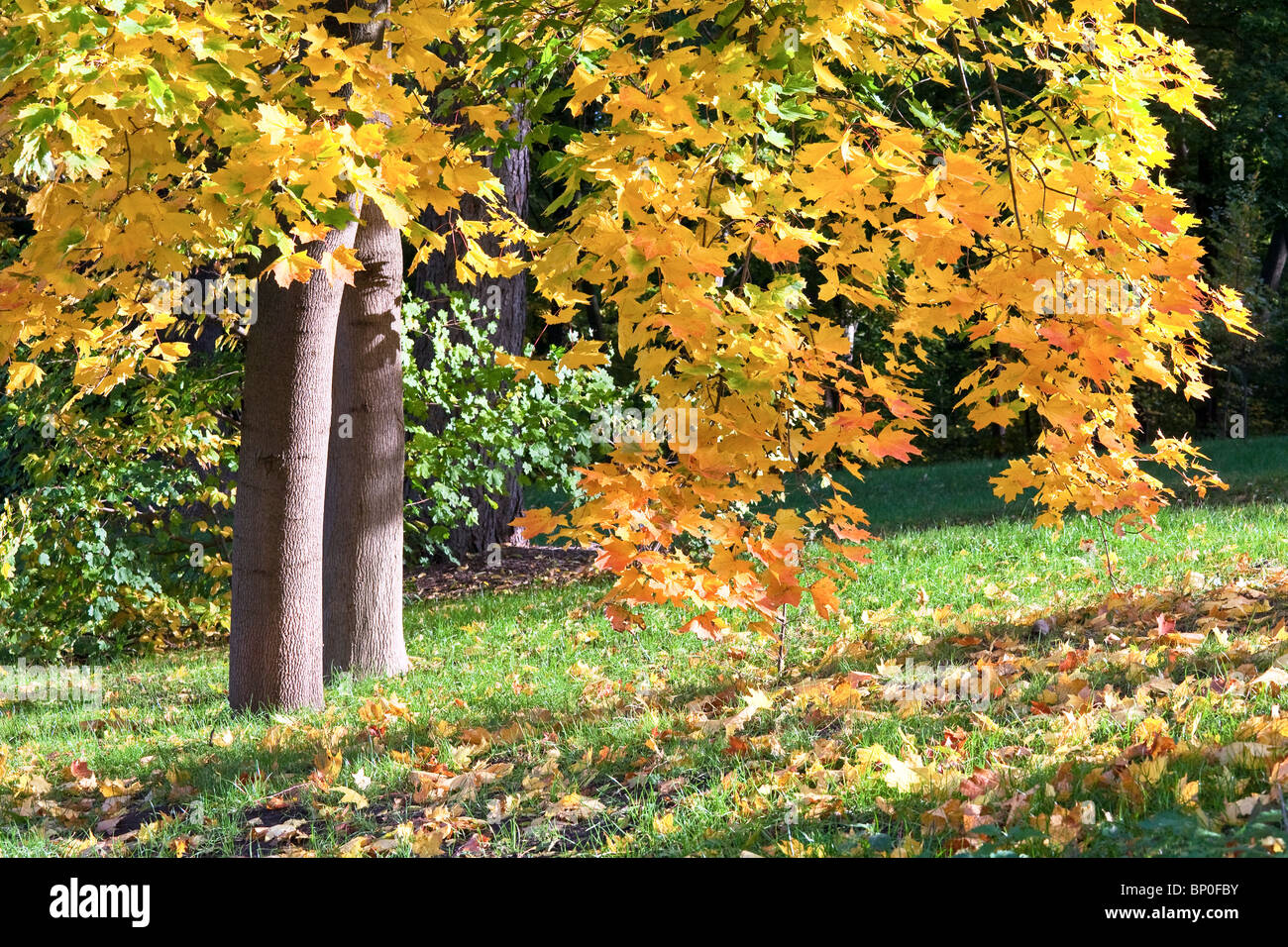 Golden tree foliage in autumn city park Stock Photo - Alamy