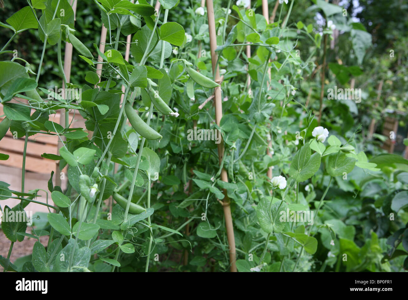 (Pisum sativum var. saccharatum) Mange tout / Snow peas and sugar snaps / Snap peas (Pisum sativum var. macrocarpon) growing outside in a garden Stock Photo