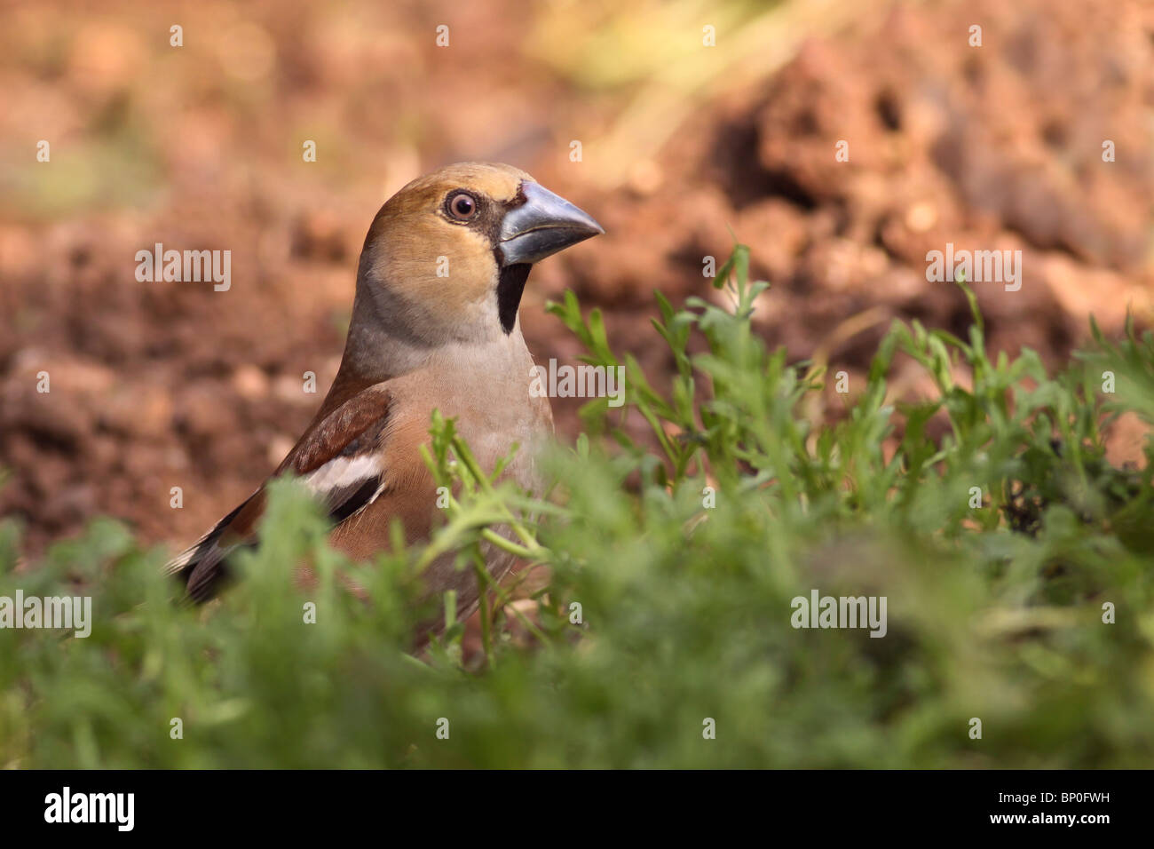 Hawfinch (Coccothraustes coccothraustes) by a pool. Stock Photo