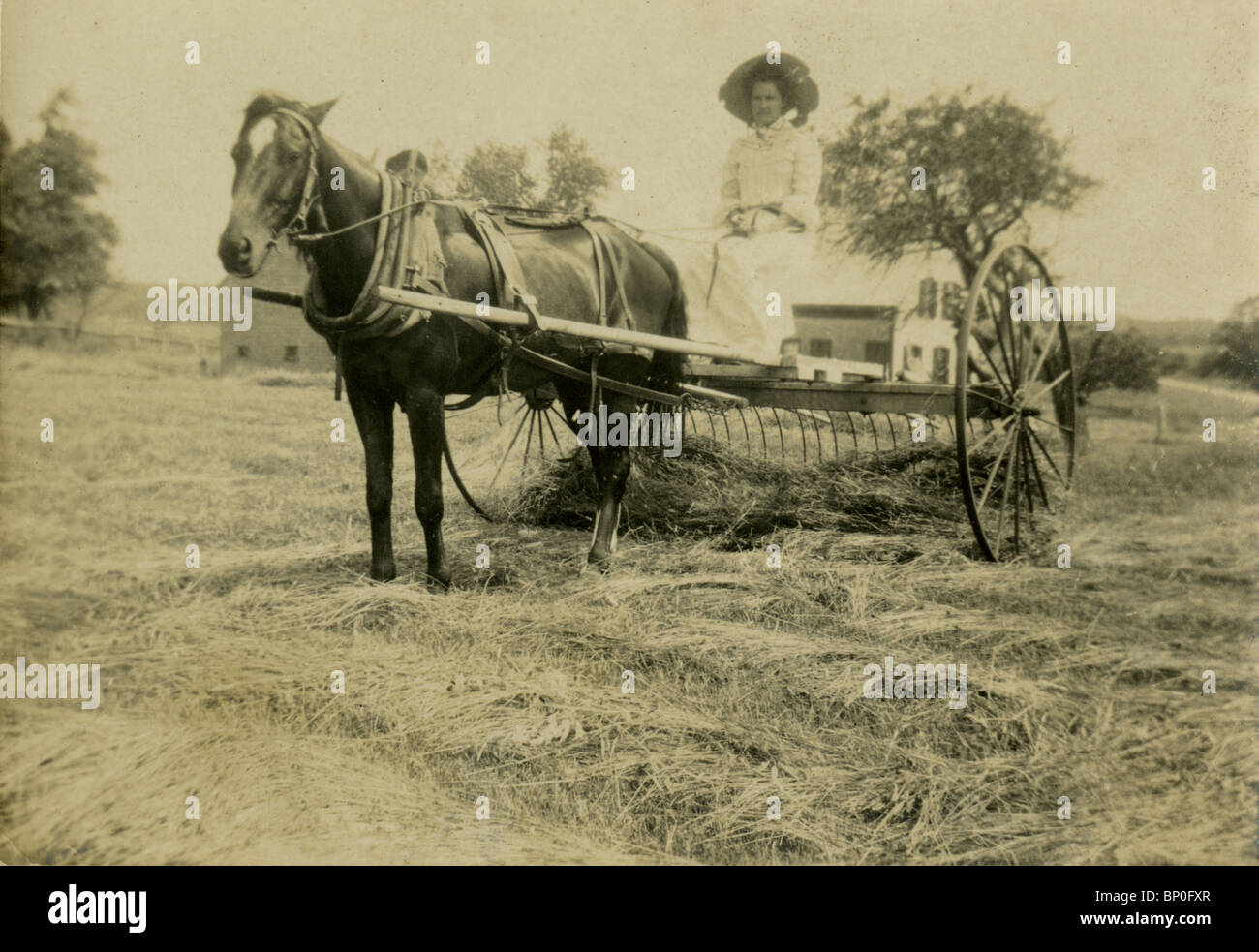 c1900 photograph of a woman driving a horse-drawn hay raker. Stock Photo