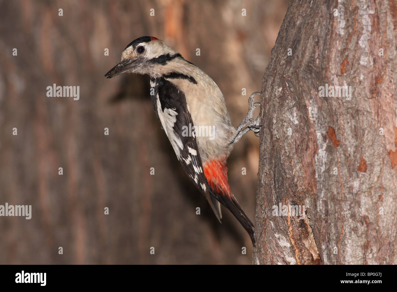 Syrian Woodpecker (Dendrocopos syriacus) Stock Photo