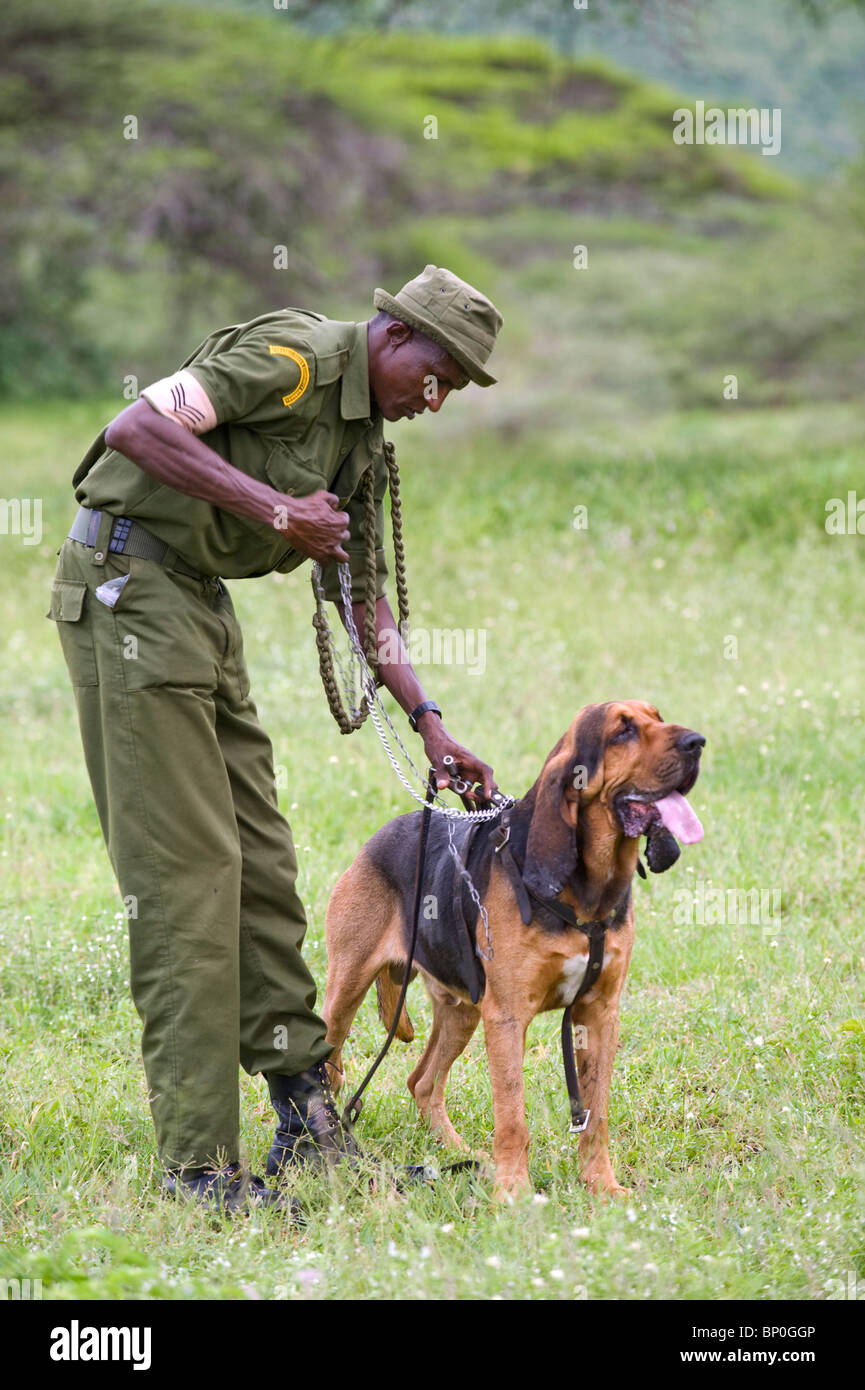 Kenya, Chyulu Hills, Ol Donyo Wuas. Anti-poaching team, Martin Ole Kirasi, and his bloodhound, Bosco. Stock Photo