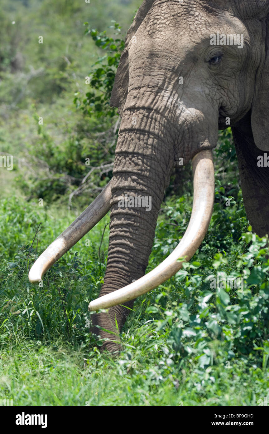 Kenya, Chyulu Hills, Ol Donyo Wuas. A bull elephant with massive tusks browses in the bush. Stock Photo