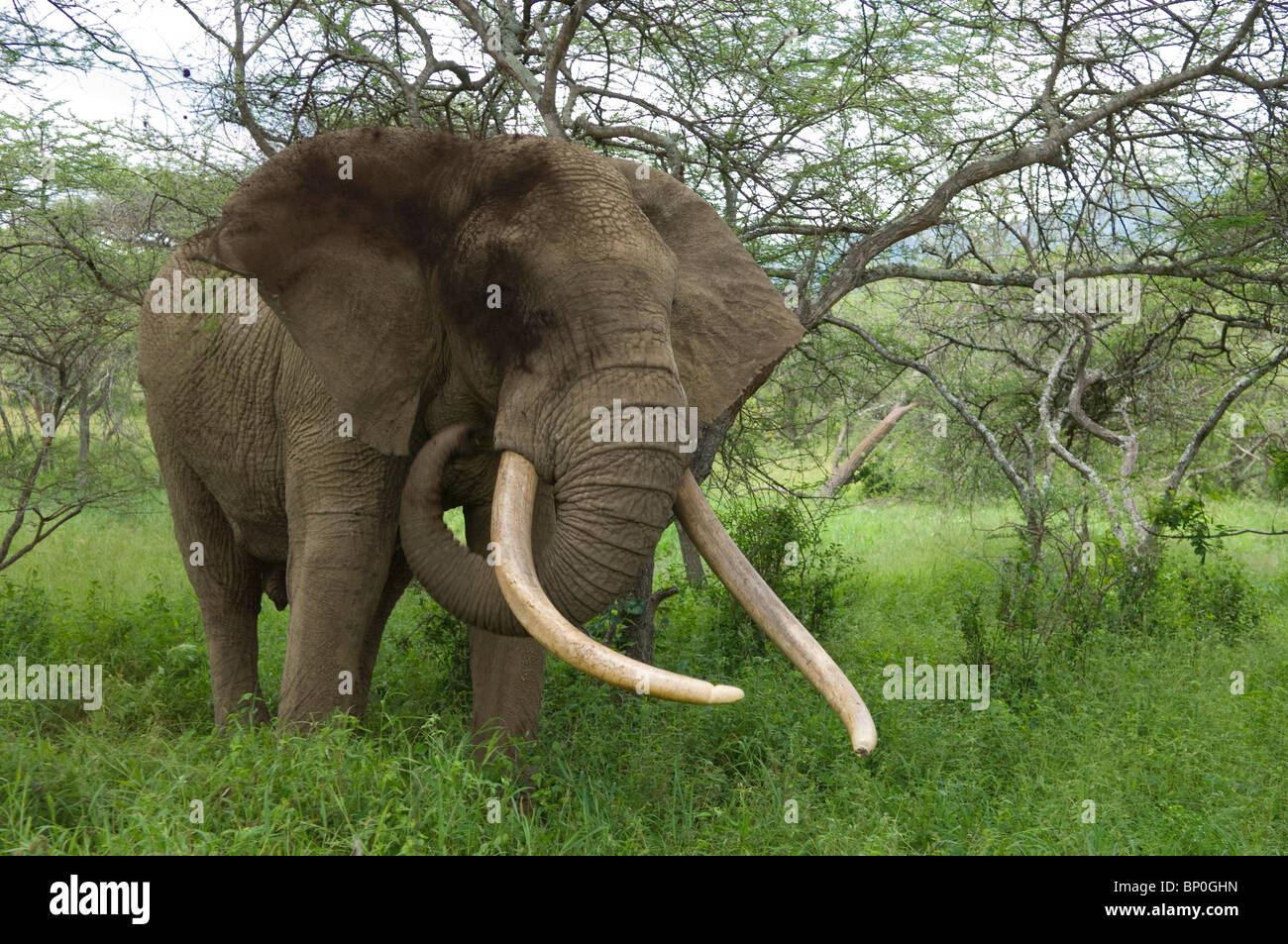 Kenya, Chyulu Hills, Ol Donyo Wuas. A bull elephant with massive tusks browses in the bush. Stock Photo