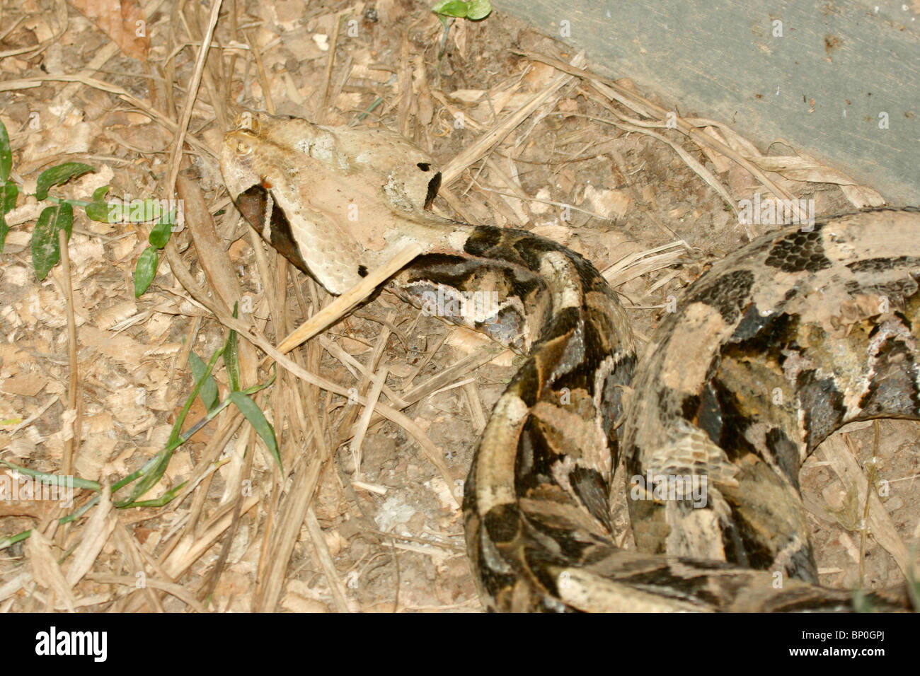 Gaboon viper fangs hi-res stock photography and images - Alamy