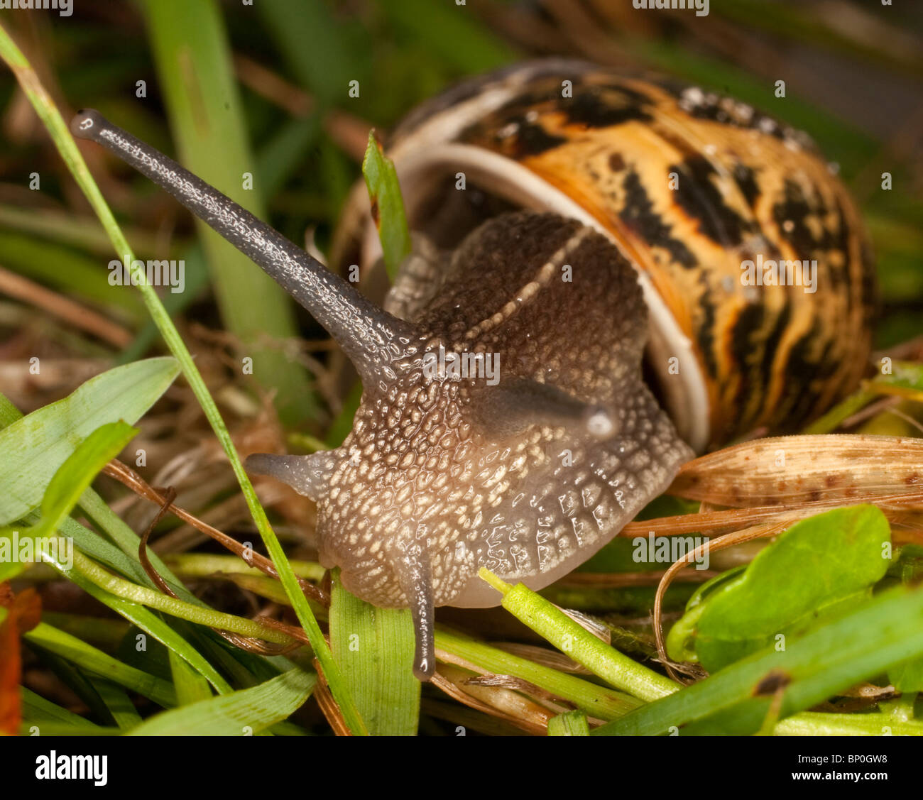 Common Snail (Helix Aspersa) in Gwithian, Cornwall. Jack Moon Photography Stock Photo