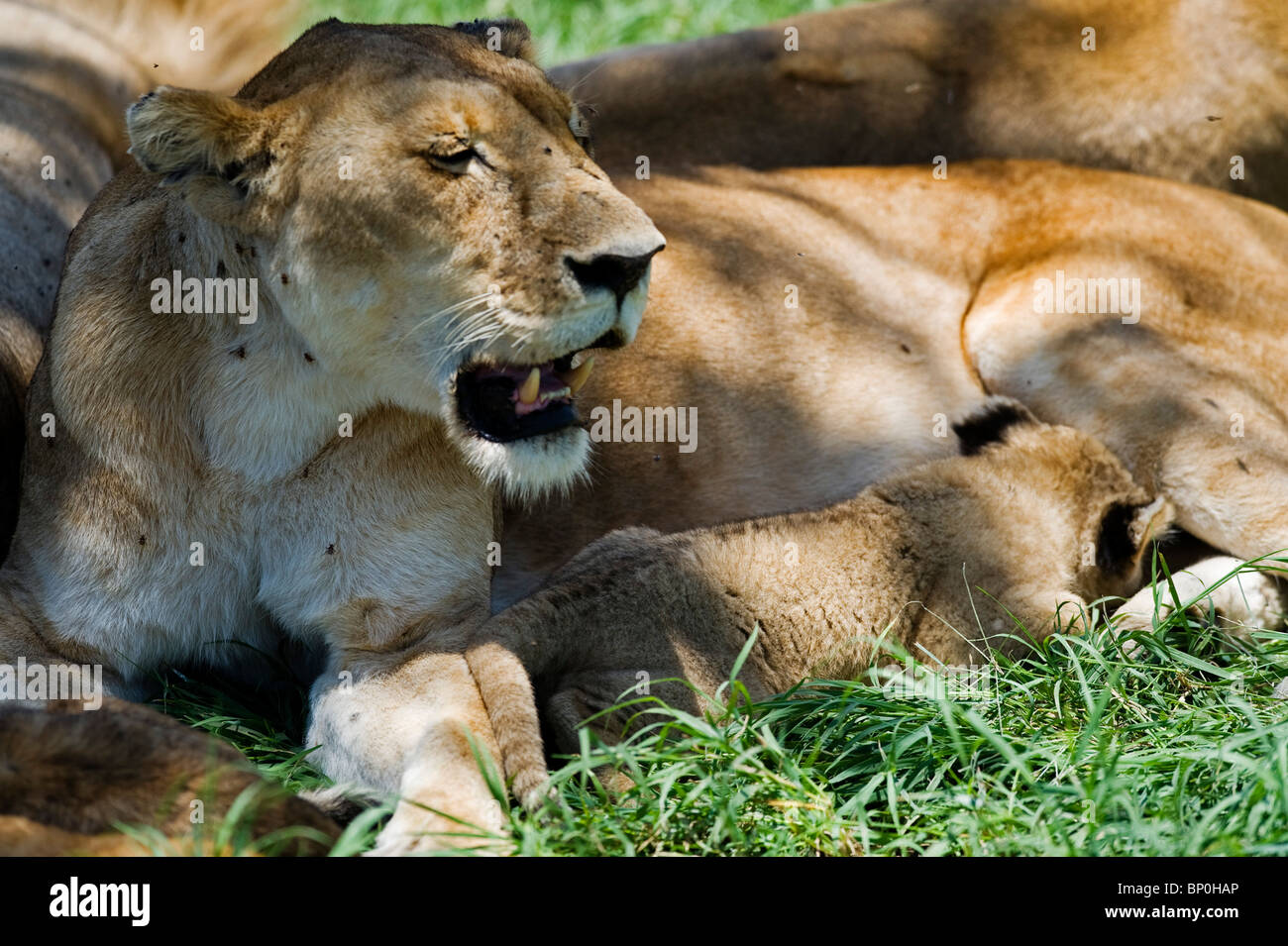 Kenya, Masai Mara. Lioness panting in the heat of the day as her cub suckles. Stock Photo