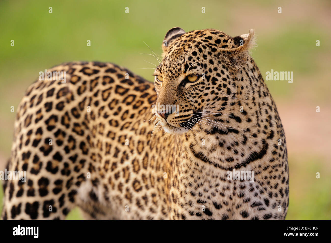 Leopard (Panthera pardus), Masai Mara, Kenya Stock Photo