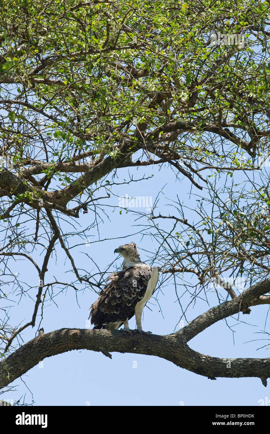 Kenya, Masai Mara. A Martial Eagle perched in a balanites tree. Stock Photo