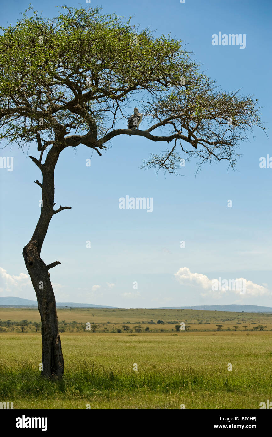 Kenya, Masai Mara. A Martial eagle looks out over the plains from its perch in a balanites tree. Stock Photo