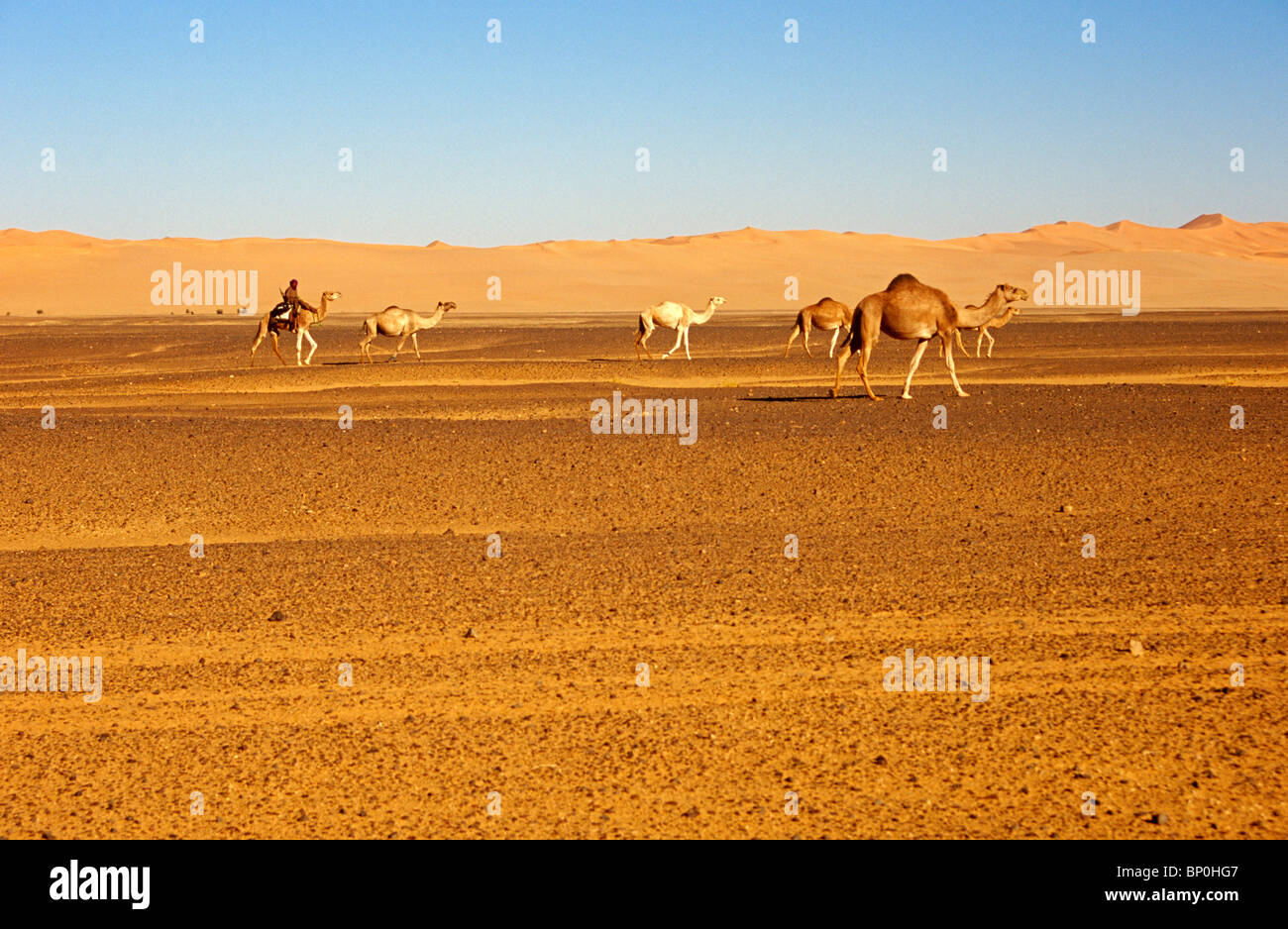 Libya, Fezzan. A semi-nomadic pastoralist and his camels riding in the Sahara between the Jebel Akakus and Erg Uan Kasa Stock Photo