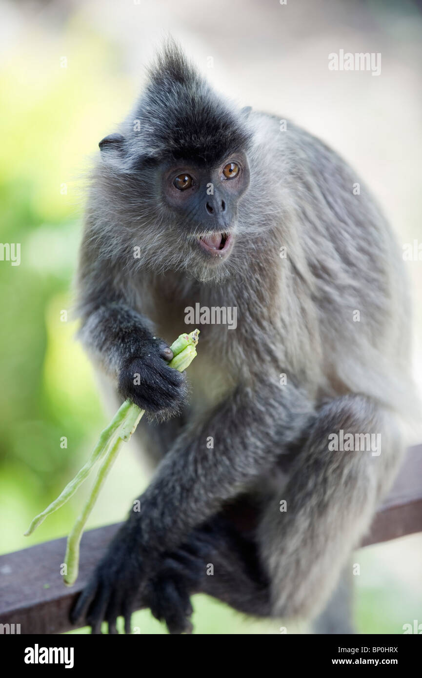 South East Asia, Malaysia, Borneo, Sabah, Labuk Bay Proboscis Monkey  Sanctuary, Silver Leaf Langur monkey Stock Photo - Alamy
