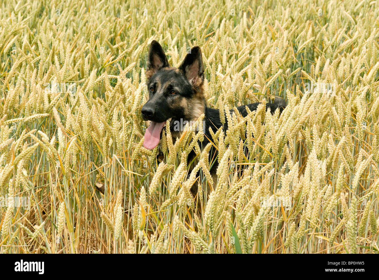 German Shepherd Dog in a Wheat Field Stock Photo Alamy