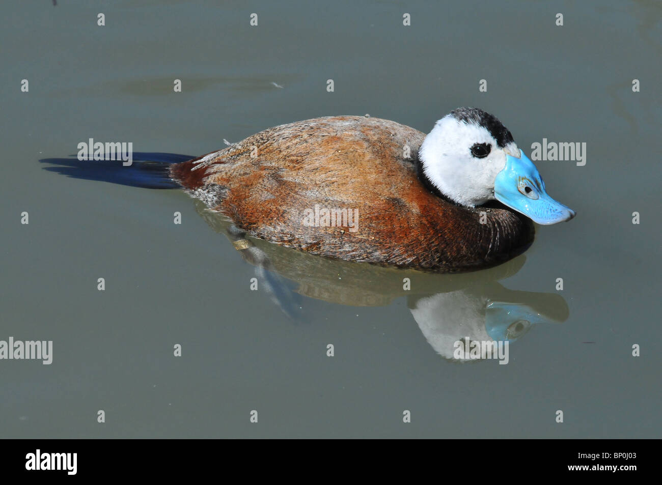 White Headed Duck on water with reflection, Arundel Stock Photo