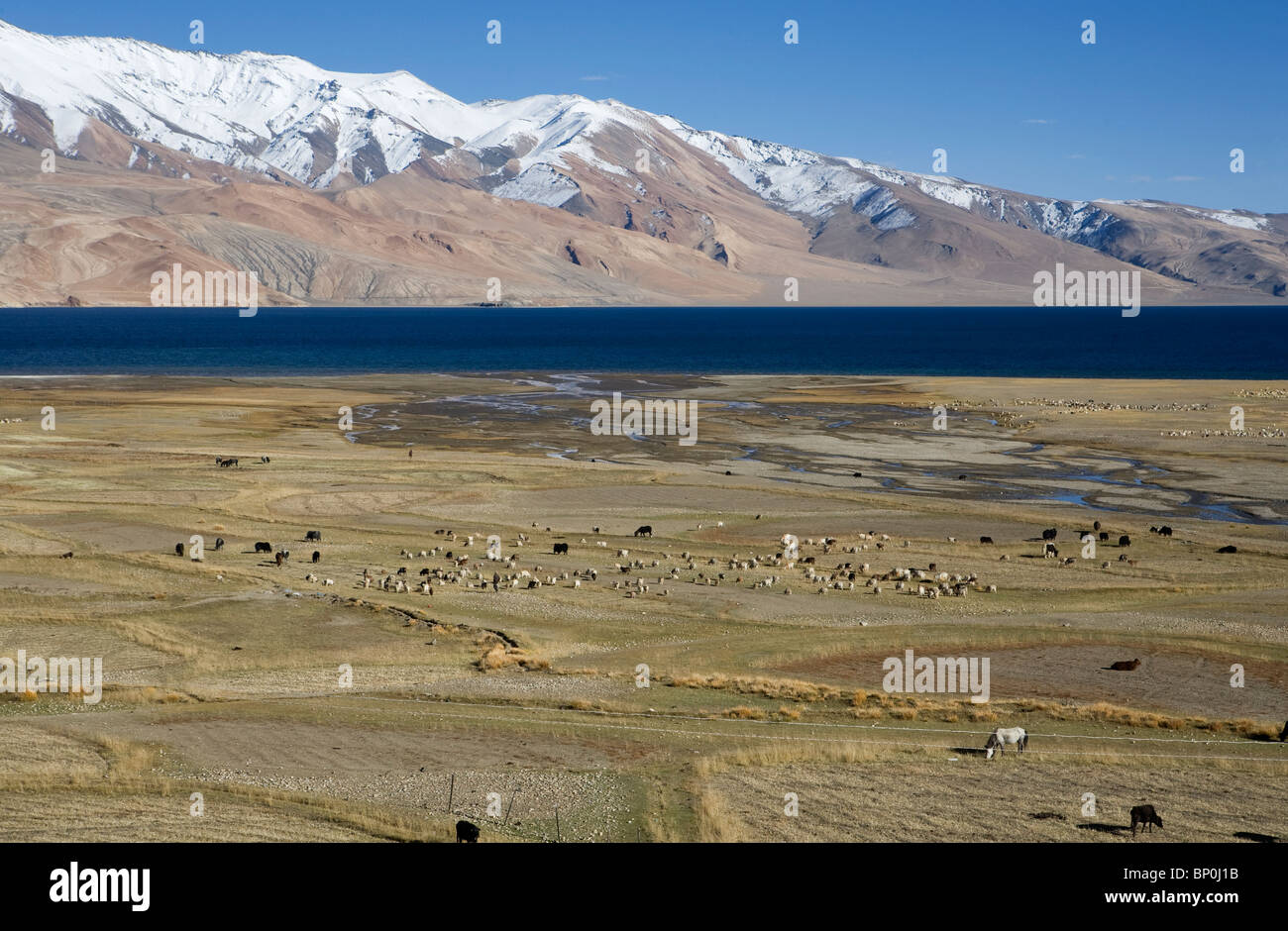 Tsdo hi-res stock photography and images - Alamy