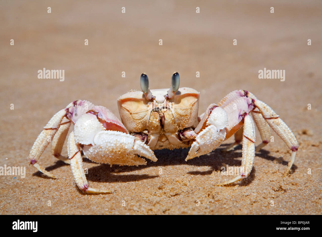 Mozambique, Bazaruto Archipelago. A Ghost Crab. Stock Photo