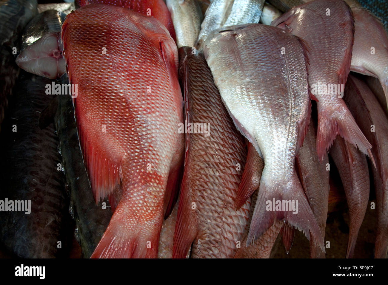 Mozambique, Maputo. Fresh fish at a Maputo fish market. Stock Photo