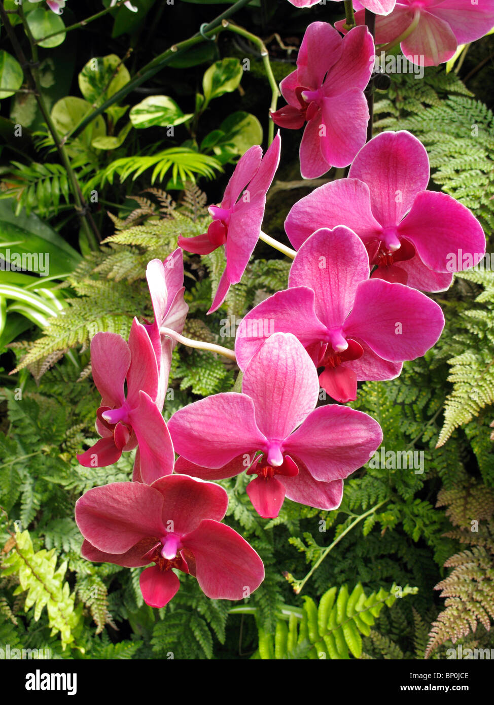 Pink orchids hi-res stock photography and images - Alamy