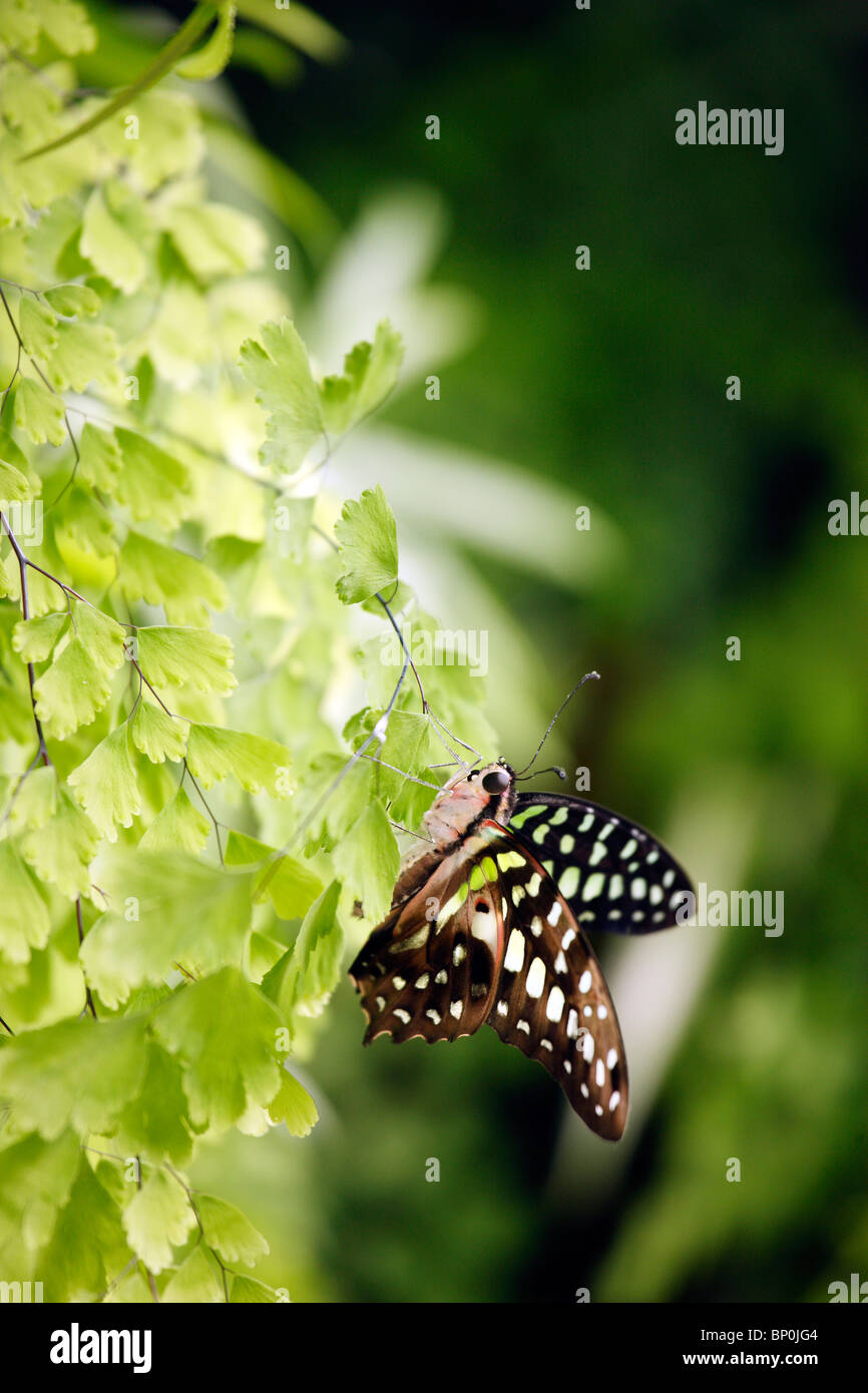 Graphium agamemnon papilionidae butterfly Stock Photo