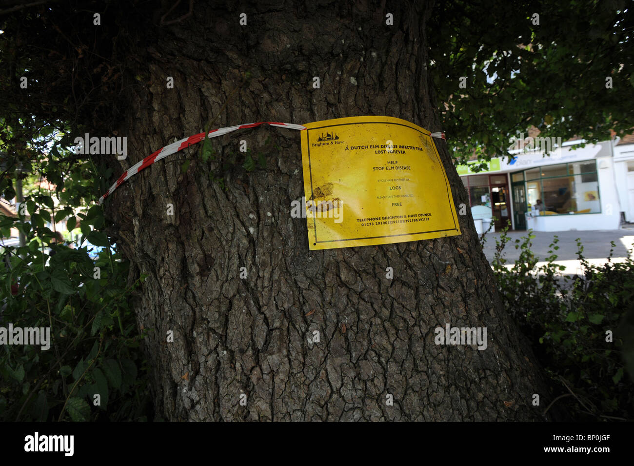 Sign on a Dutch Elm tree in Brighton that has got Dutch Elm disease Stock Photo