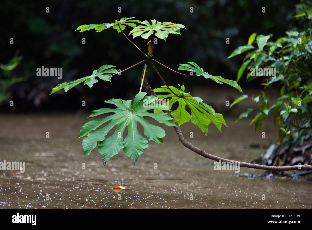 Peru. Lush vegetation overhanging the banks of the Madre de Dios River, some 15 km from Puerto Maldonado. Stock Photo