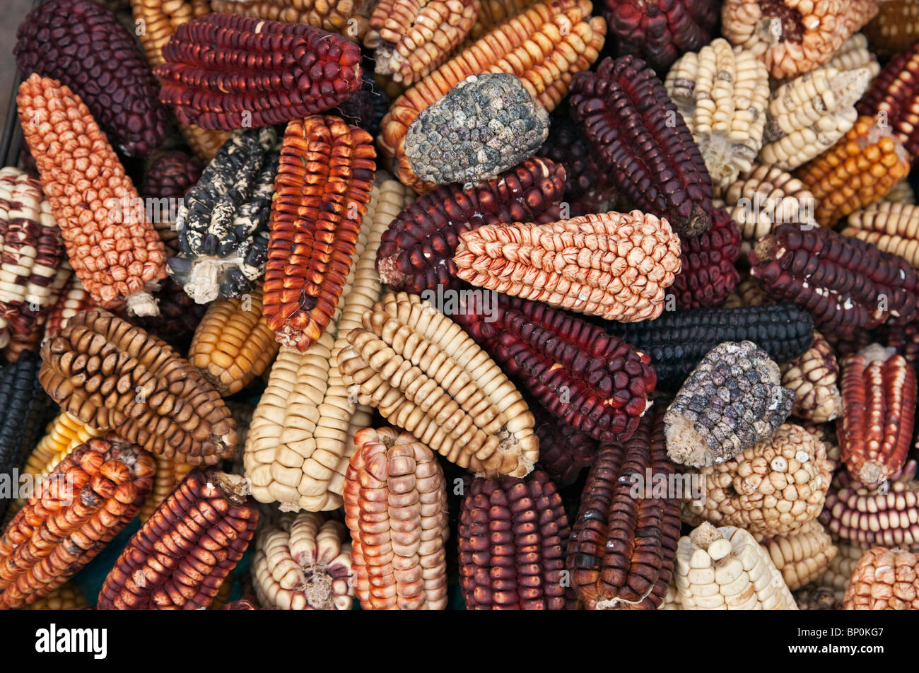Peru. A large variety of maize cobs, or corn, displayed at Pisac market during the busy weekly Sunday market. Stock Photo