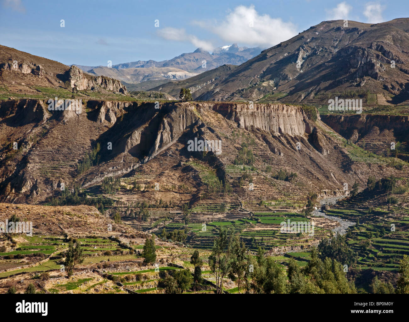 Peru, Farms using pre-Inca terracing in the magnificent Colca Canyon with snow-capped peaks in the distance. Stock Photo