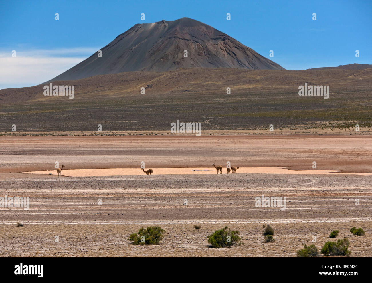 Peru, Vicunas on the salt flats of the seasonal Laguna de Salinas beneath El Misti volcano near Arequipa. Stock Photo