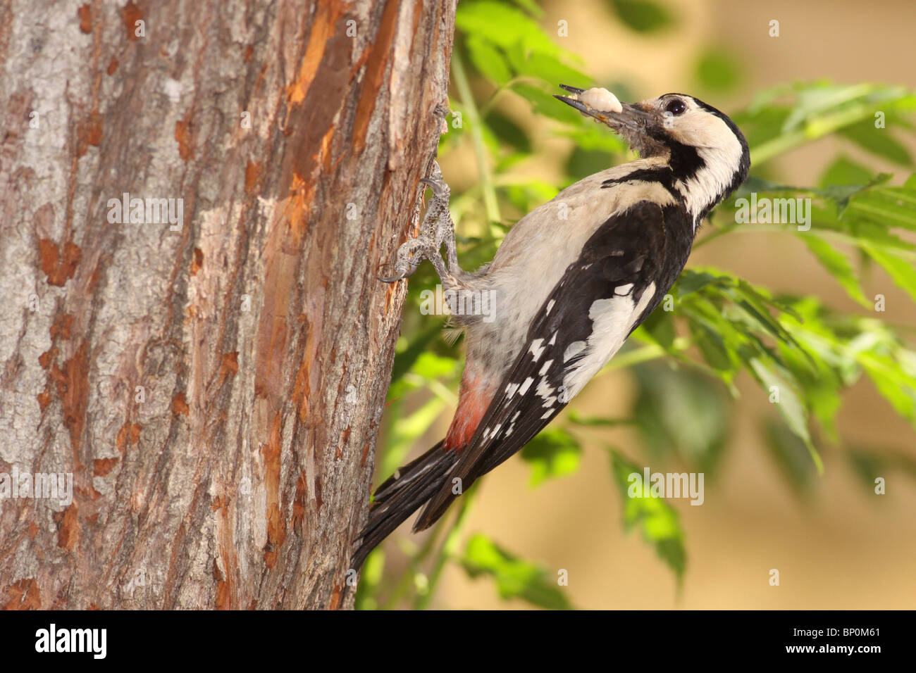 Syrian Woodpecker (Dendrocopos syriacus Stock Photo Alamy