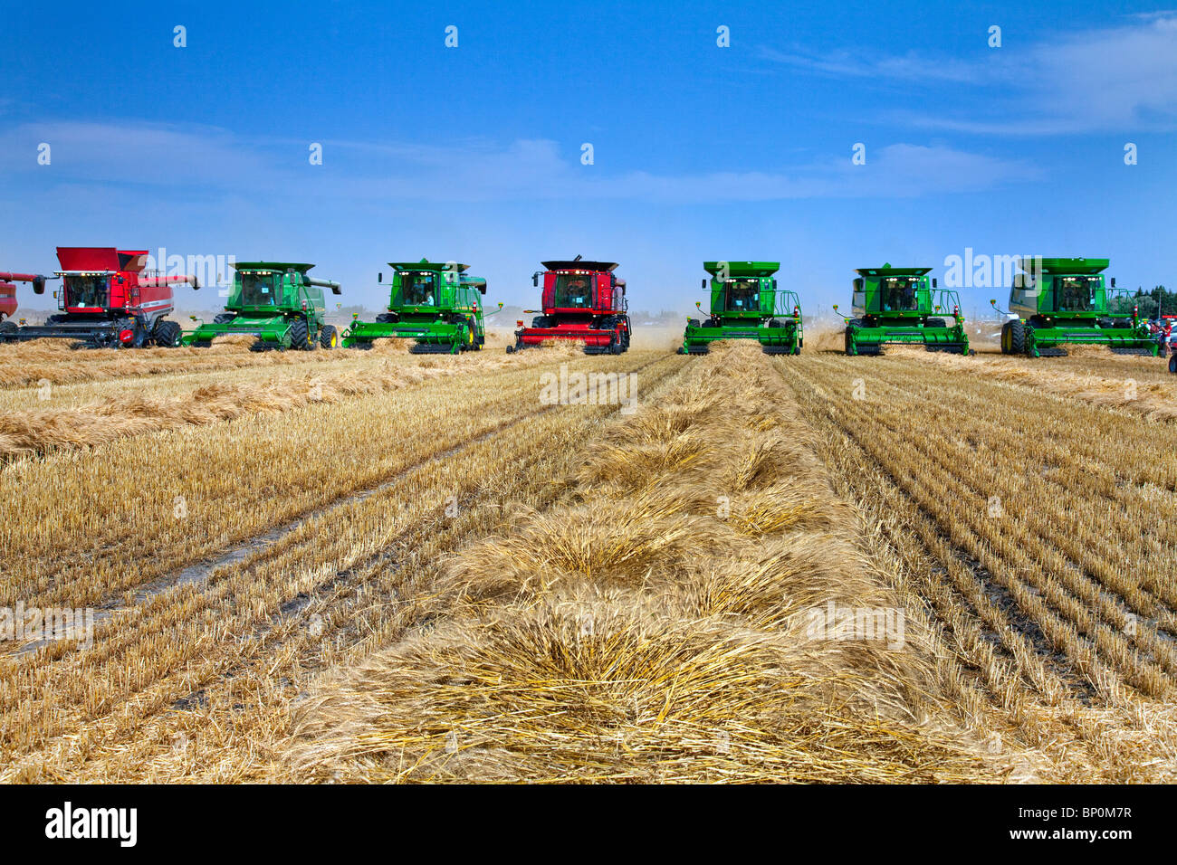 Grain harvester combines on a wheat field near Winkler, Manitoba, Canada in support of The Harvest for Kids Charity. Stock Photo
