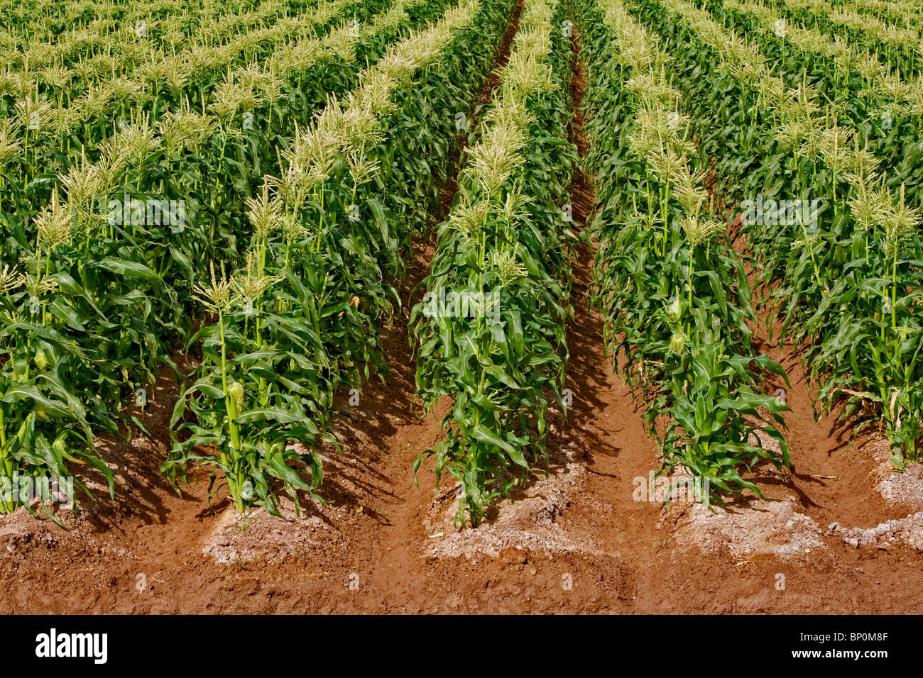 A good stand of ear corn matures in the Holtville area of the Imperial Valley, California, USA Stock Photo