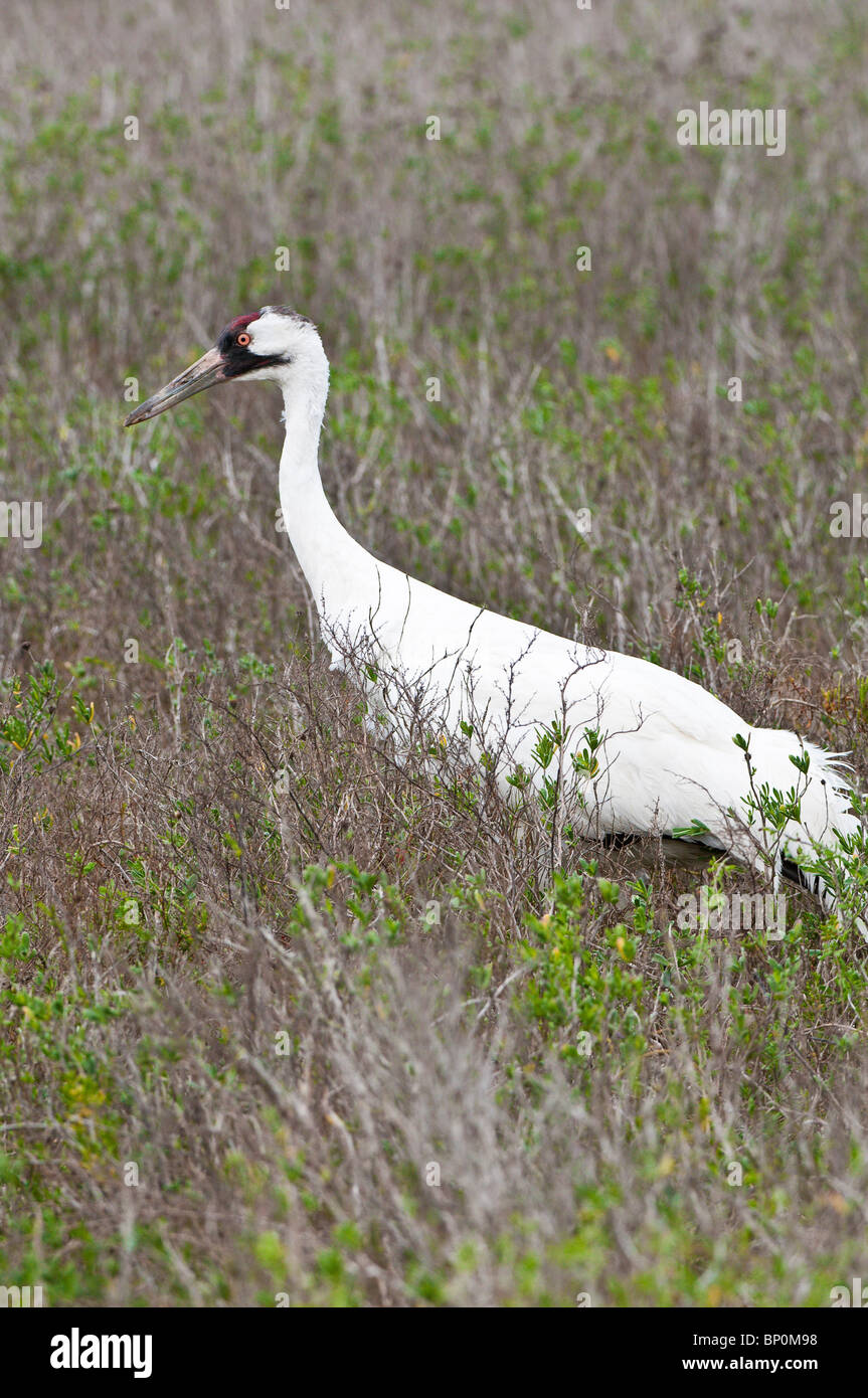 Whooping crane at the Aransas National Wildlife Refuge, Port Aransas, Texas. Stock Photo