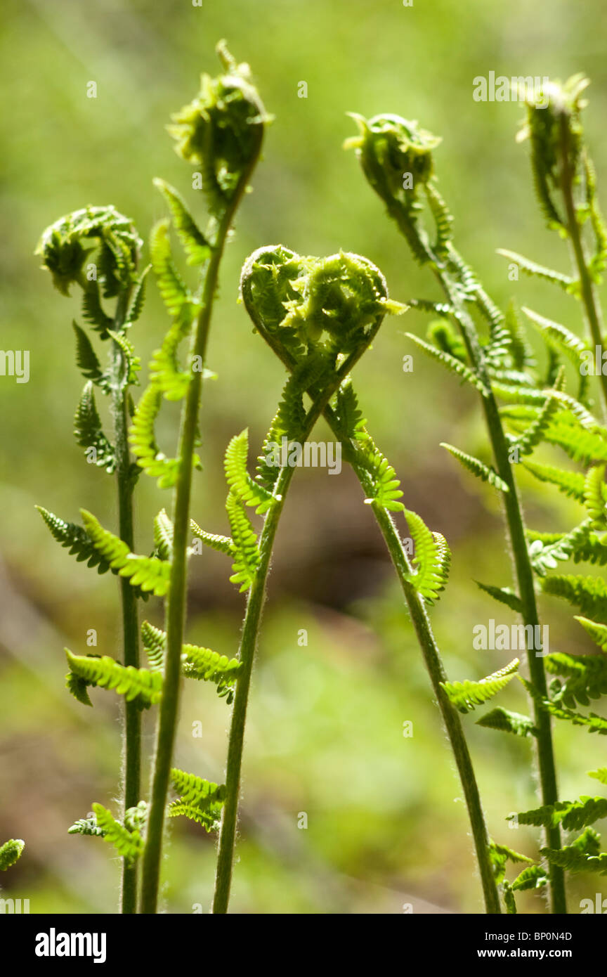 Ferns in detail hi-res stock photography and images - Alamy