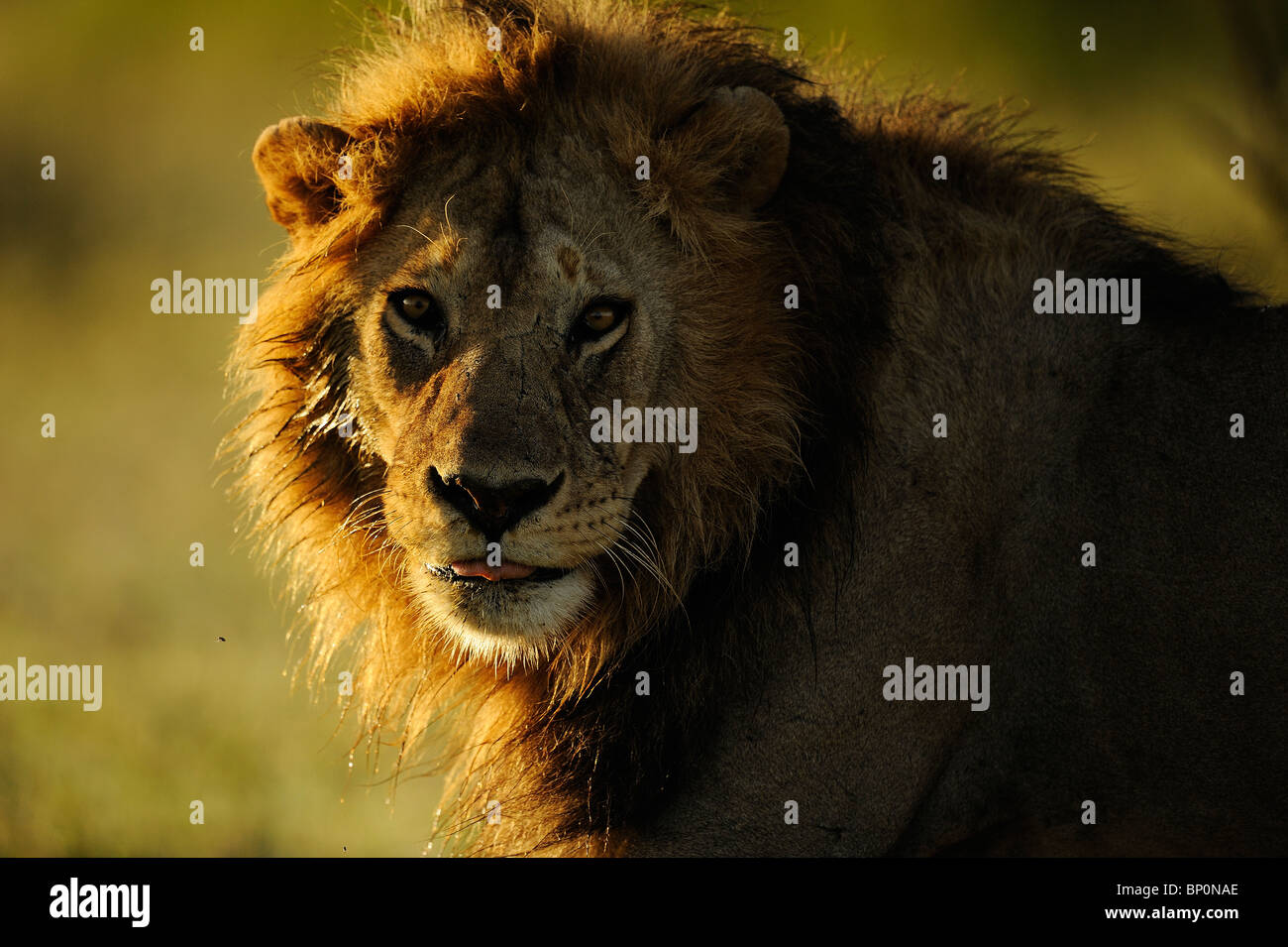 Male Lion portrait at sunset, Ndutu, Tanzania Stock Photo