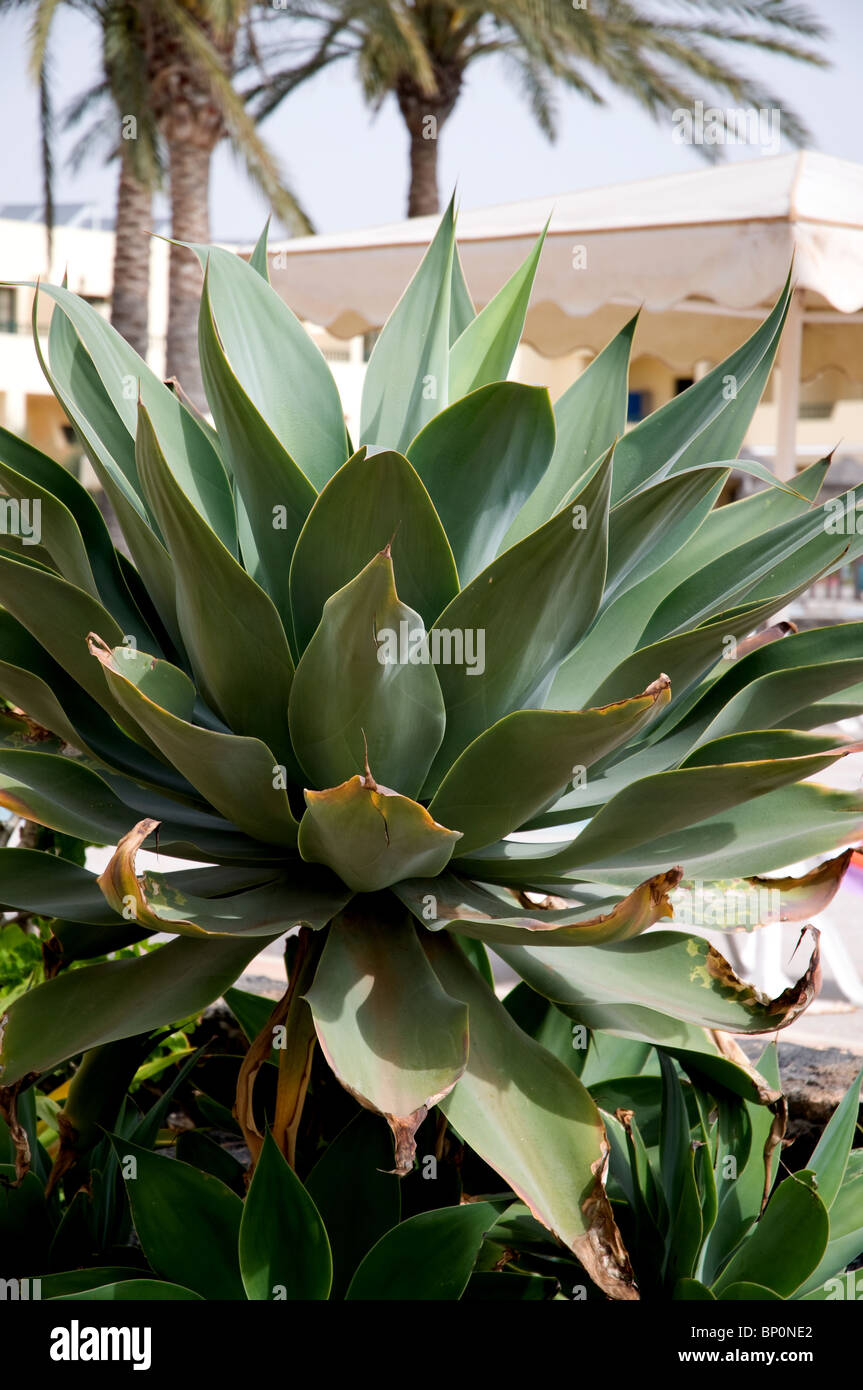 Succulent plant Agave sp Agavaceae in Lanzarote Stock Photo
