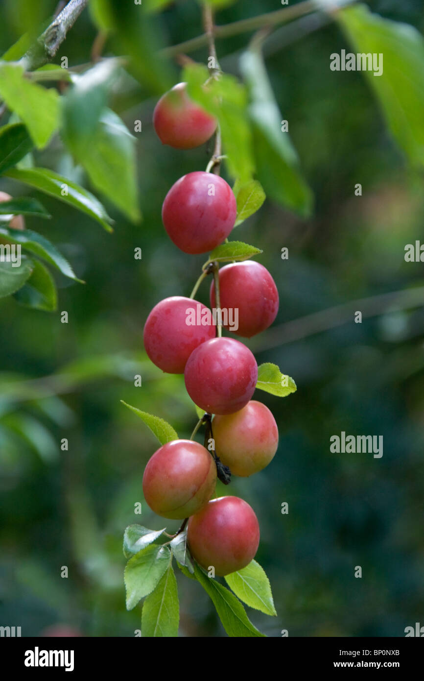 Prunus cerasifera or Cherry Plum Fruits on the tree Stock Photo