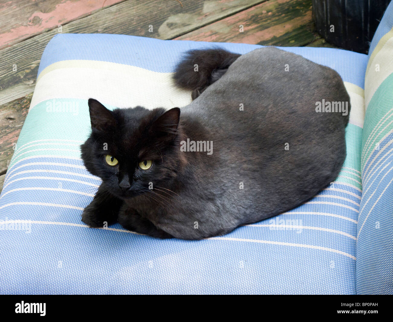 Black cat lounging on lounge chair Stock Photo - Alamy