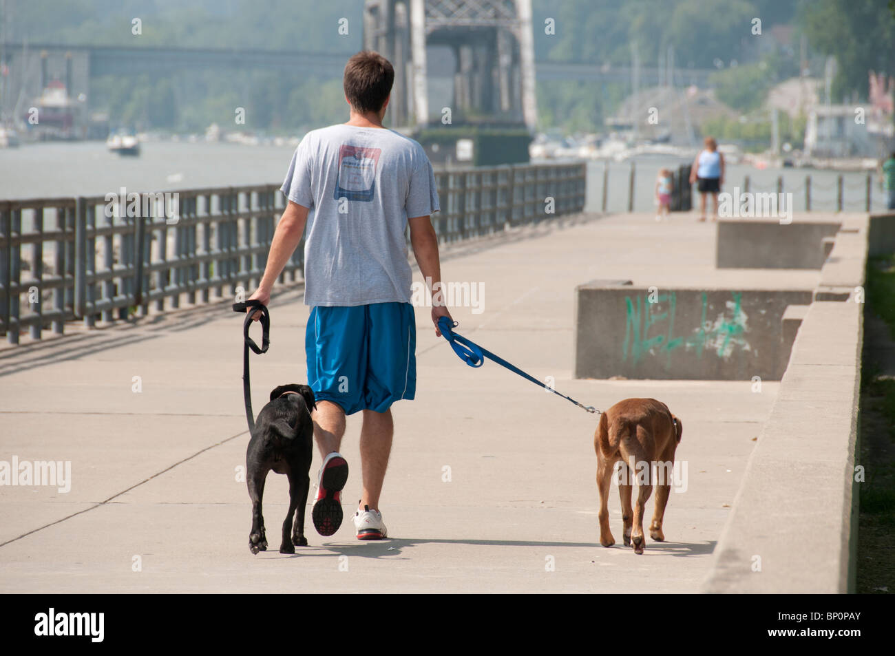 Young man walking two dogs. Stock Photo