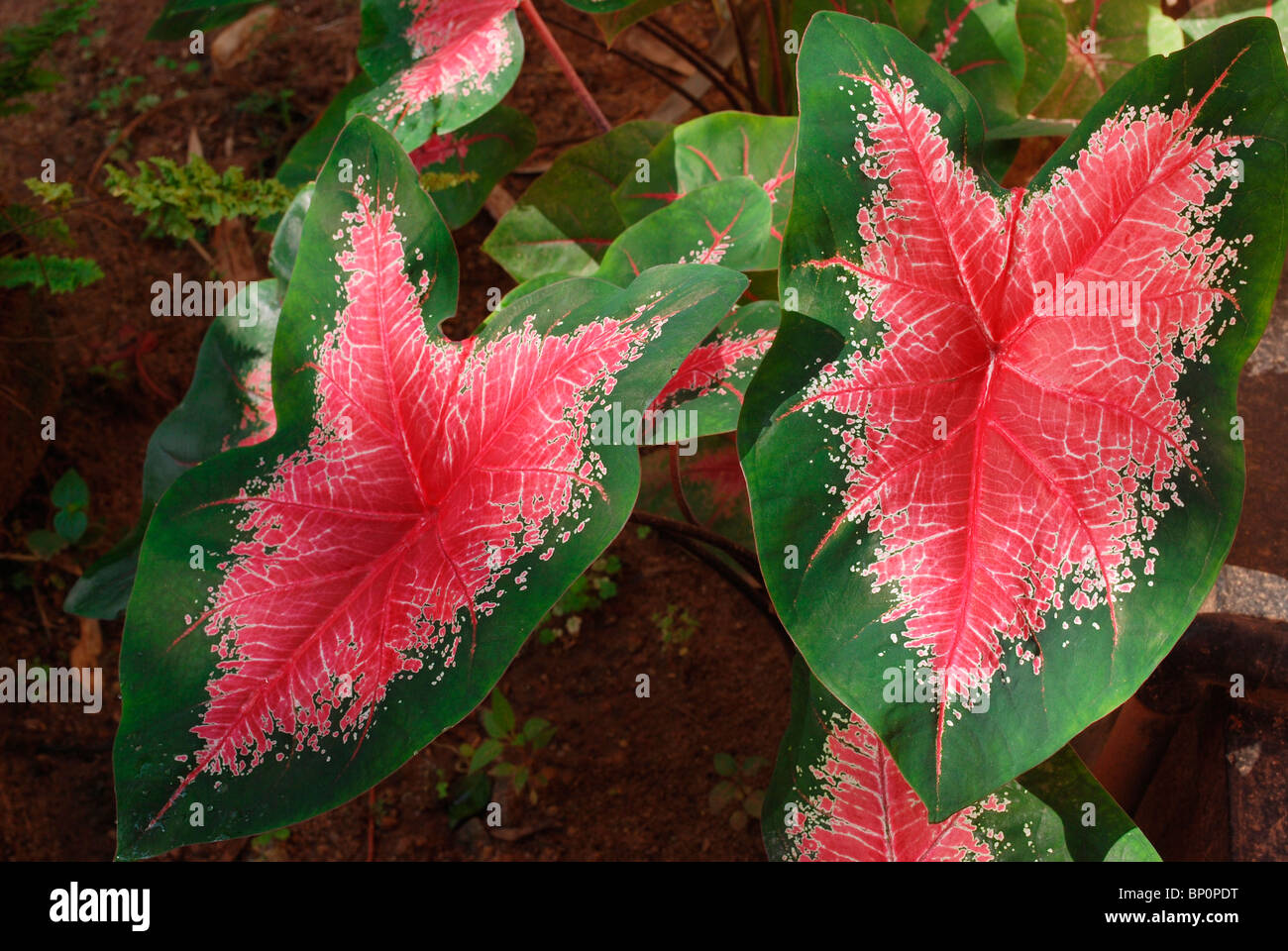 elephant ear leaf or colocasia leaf Stock Photo - Alamy