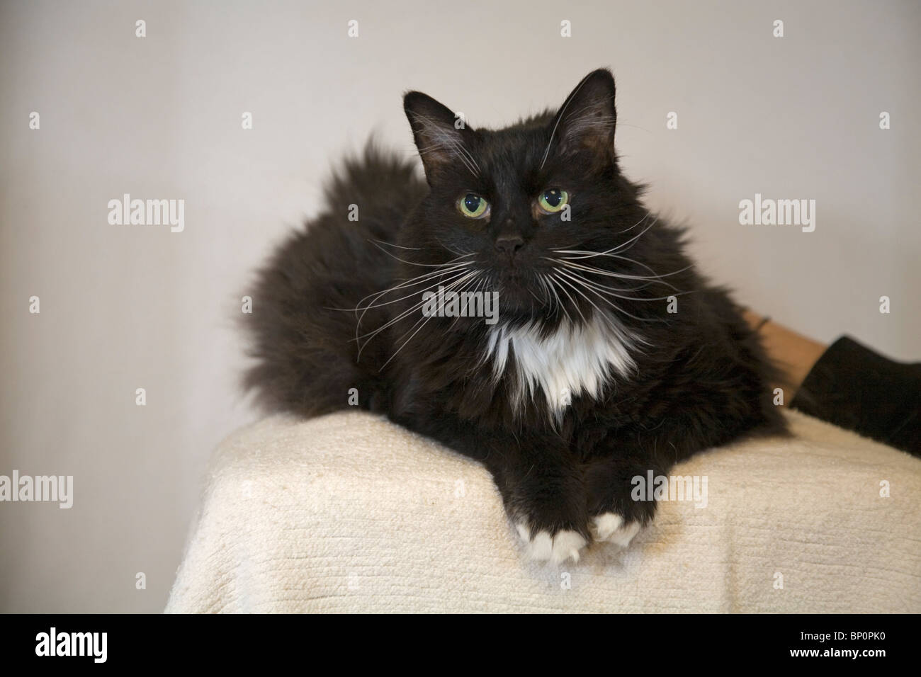 American Long Hair Cat Stock Photos American Long Hair Cat Stock
