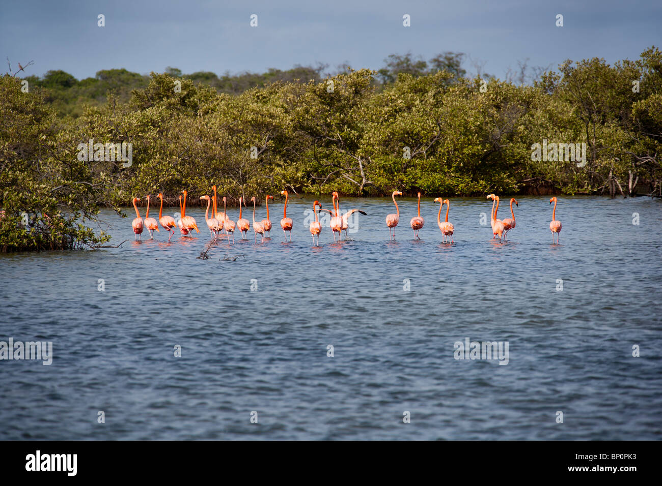 wild flamingos line-up. Bonaire, Netherland Antilles, Caribbean island, South America Stock Photo