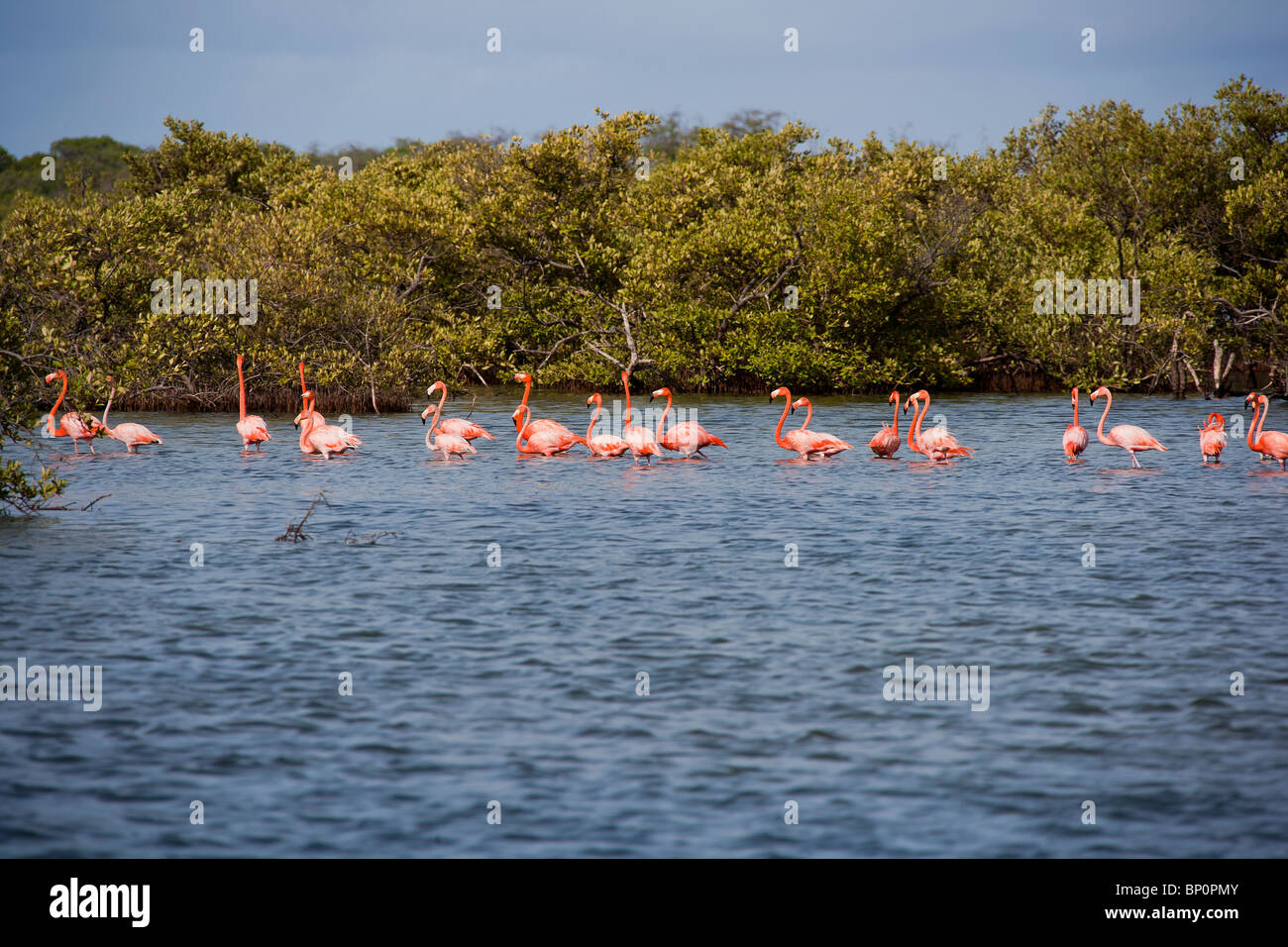 wild flamingos line-up. Bonaire, Neatherland Antilles, Caribbean island, South America. Netherland Antilles Stock Photo
