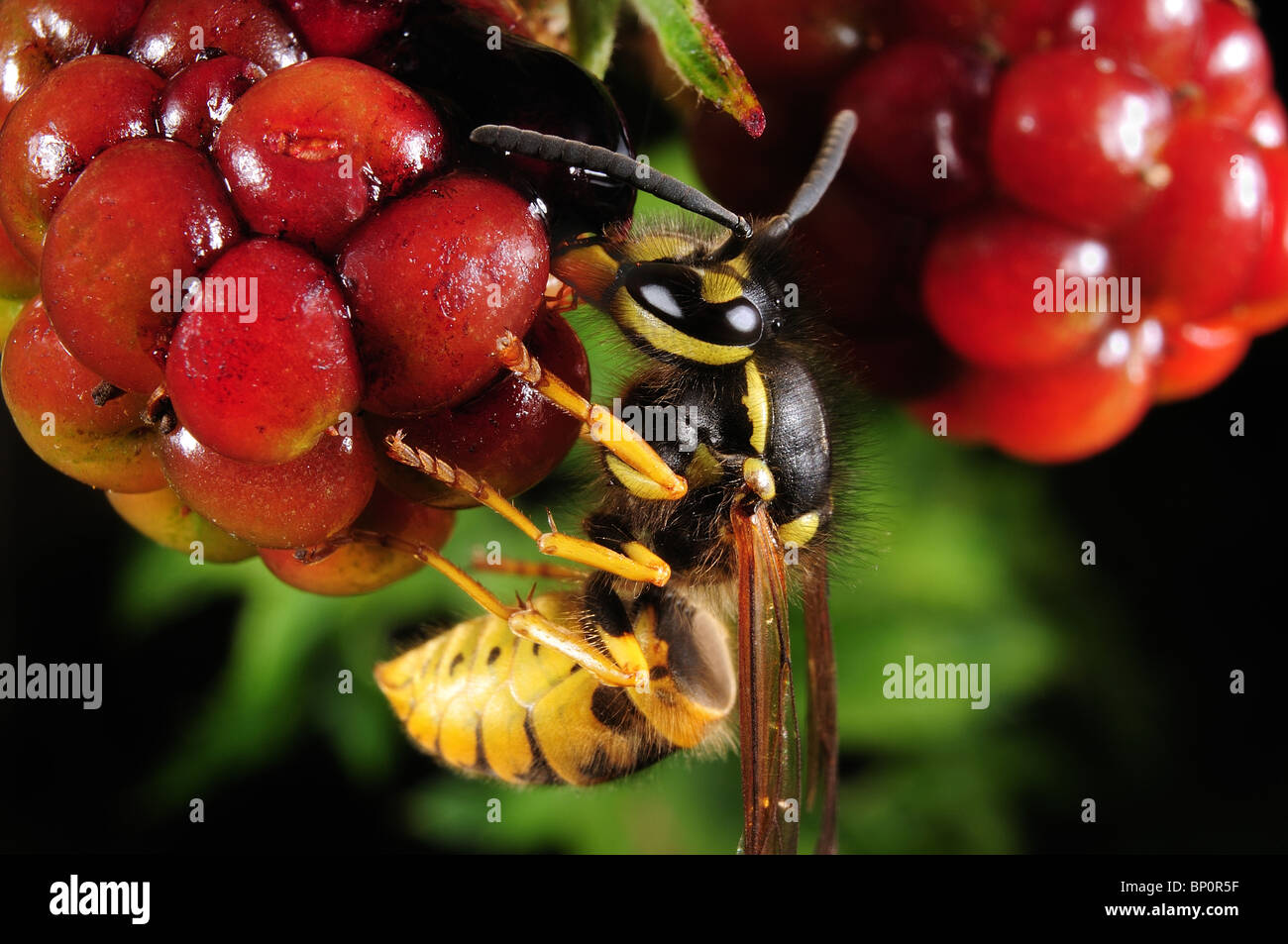 Wasp eating fruit Stock Photo Alamy