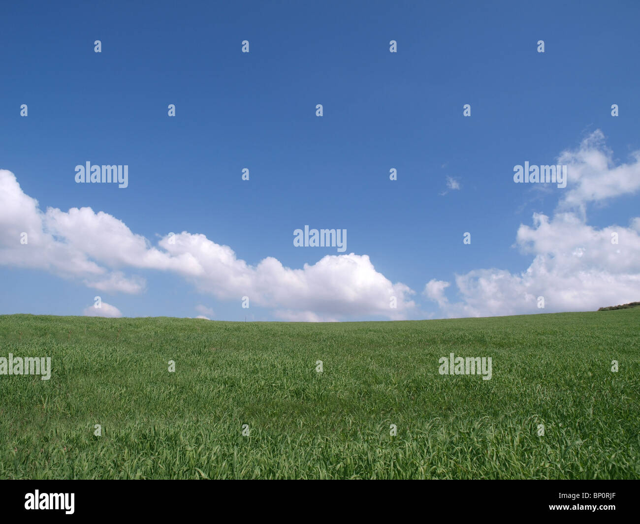 Green grass and a blue California sky on a perfect spring day. Stock Photo
