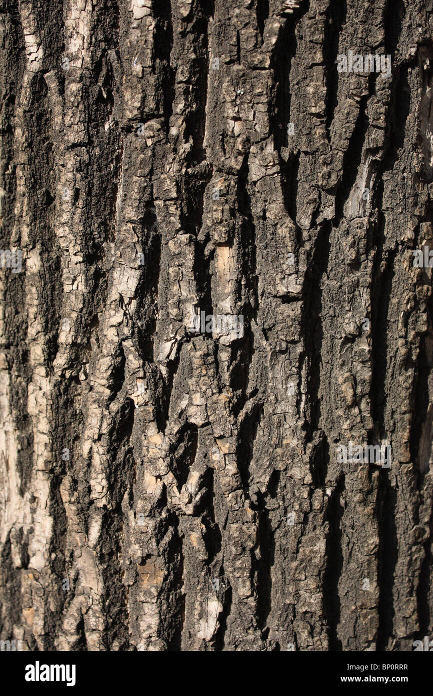 is the photo of tree bark, highlighting its roughness Stock Photo
