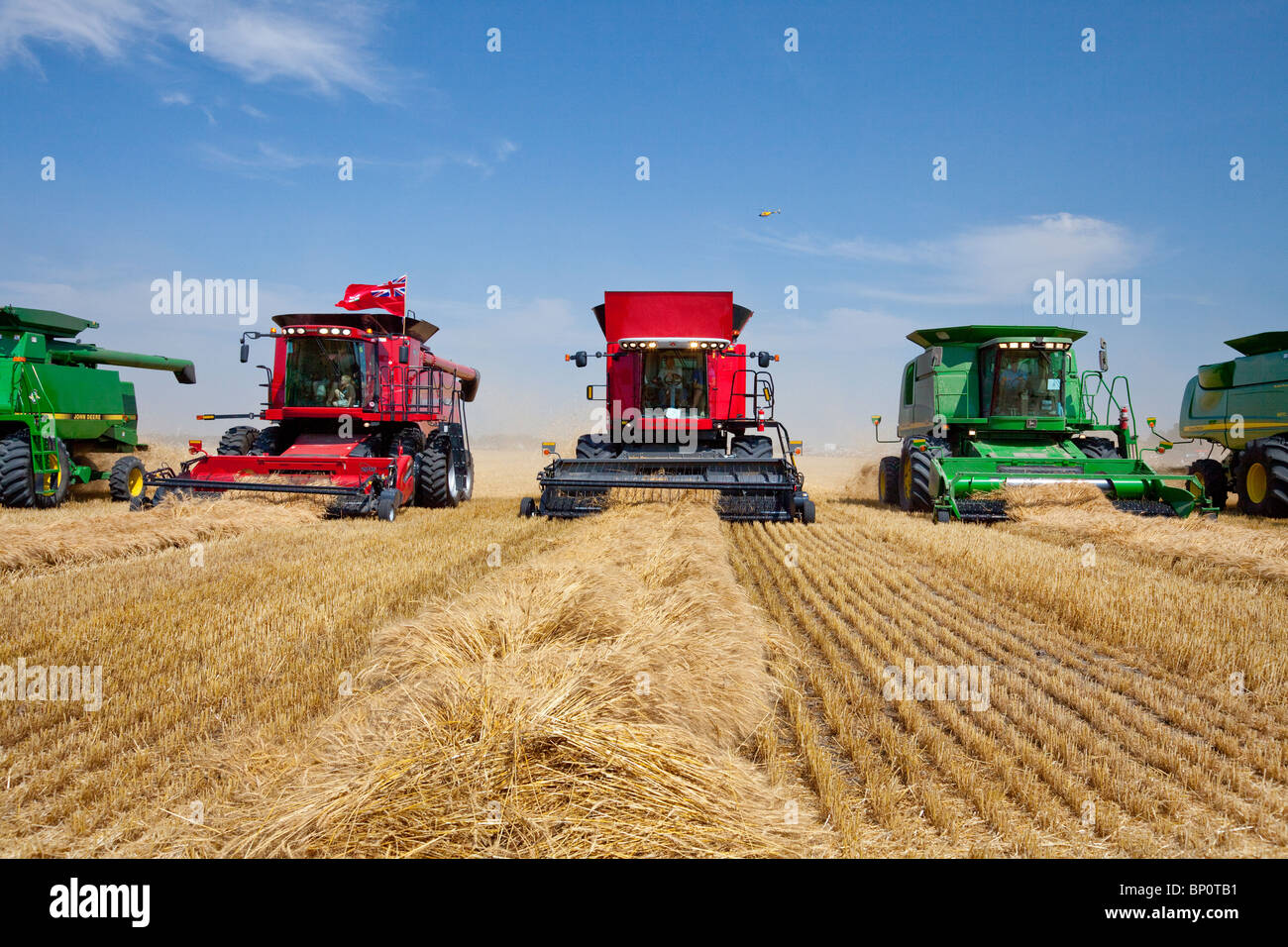 Grain harvester combines on a wheat field near Winkler, Manitoba, Canada in support of The Harvest for Kids Charity. Stock Photo