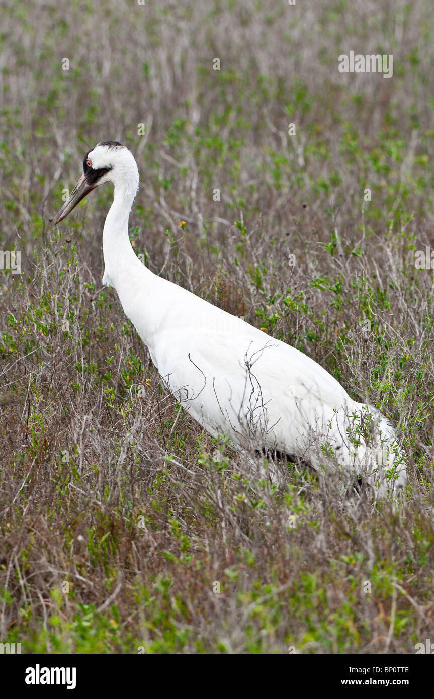 Whooping crane at the Aransas National Wildlife Refuge, Port Aransas