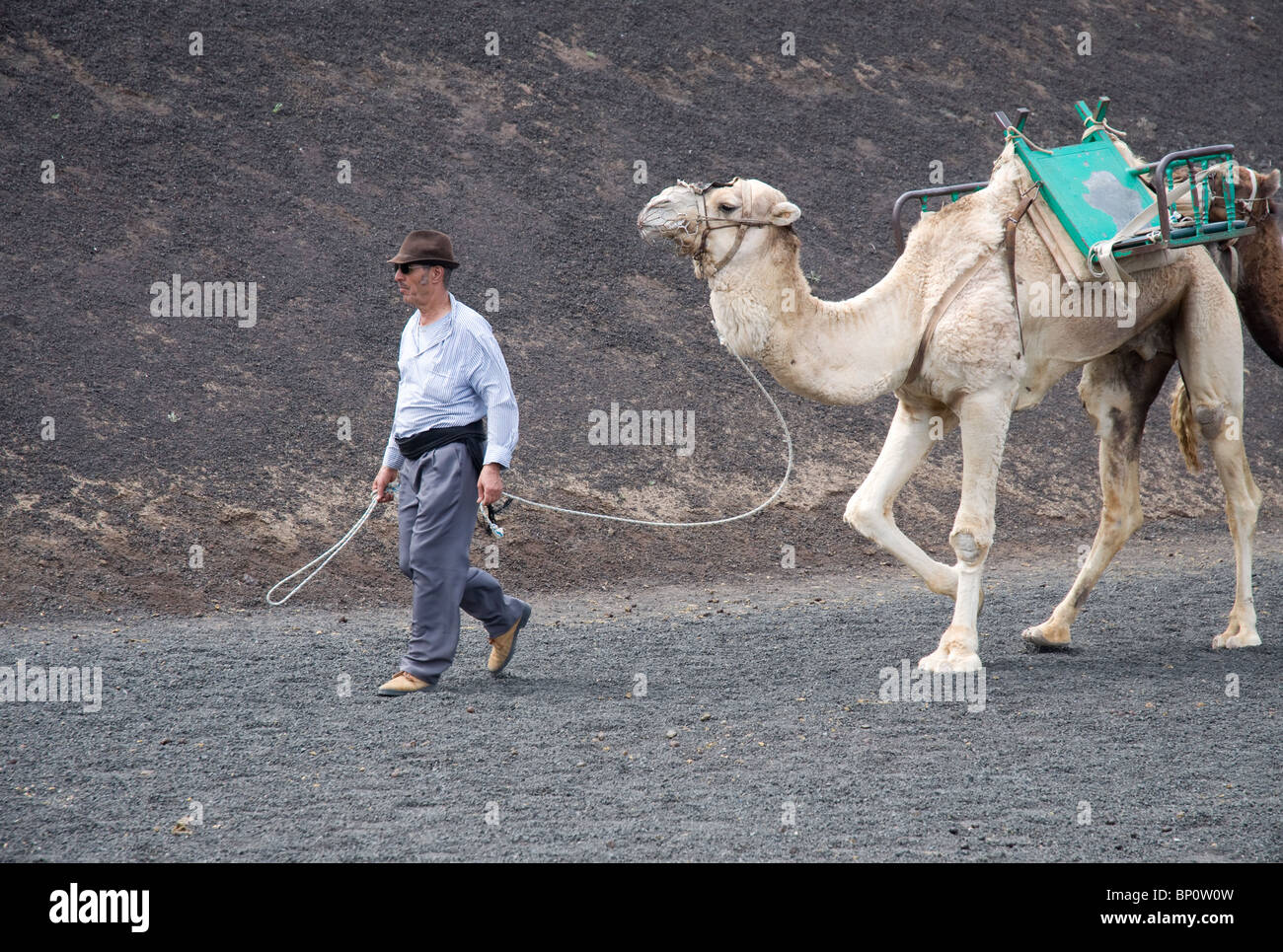 Camel train leader in Timanfaya National Park Lanzarote Canary Islands Spain Stock Photo