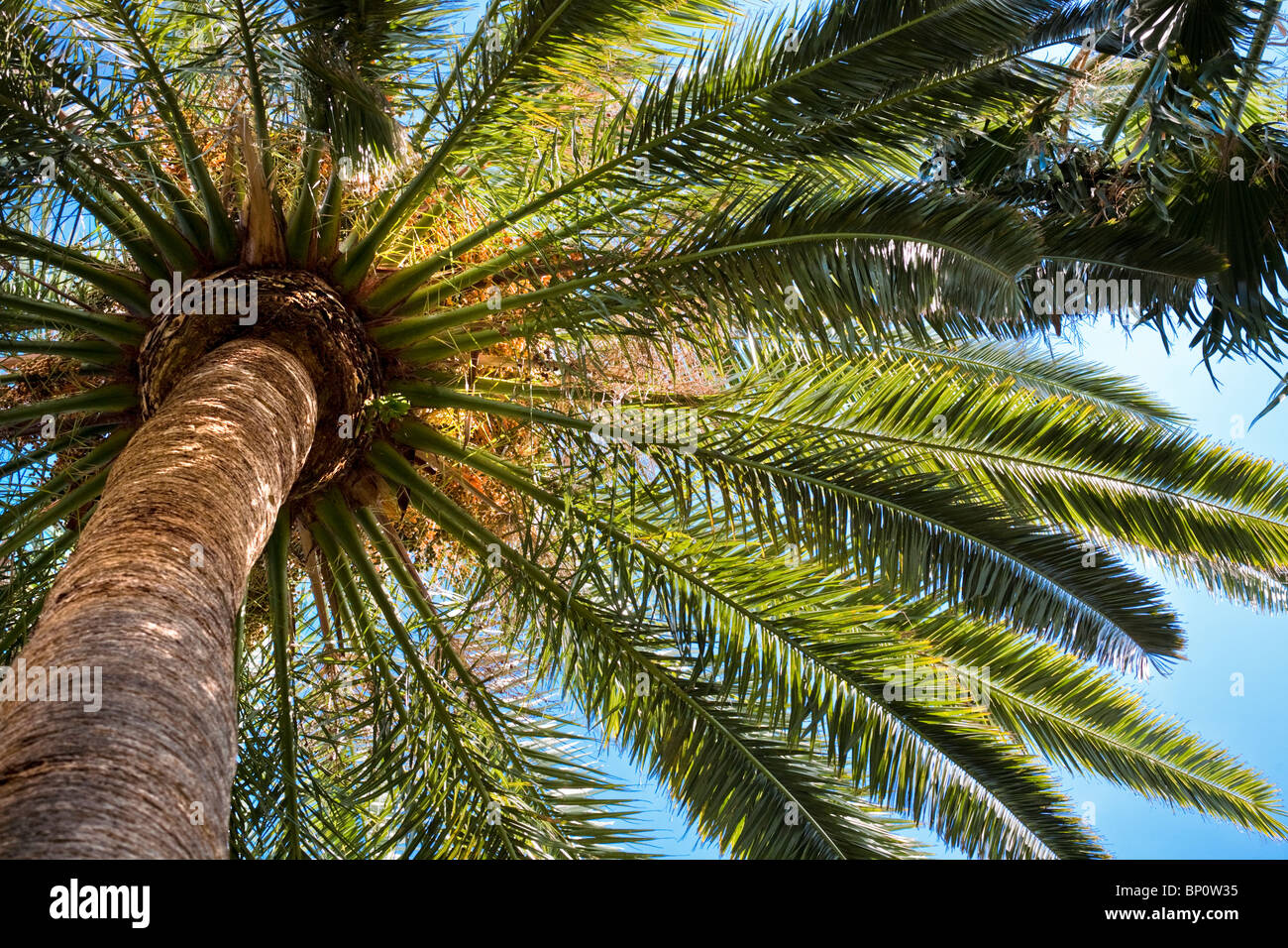 Palmara Canaria High Resolution Stock Photography and Images - Alamy