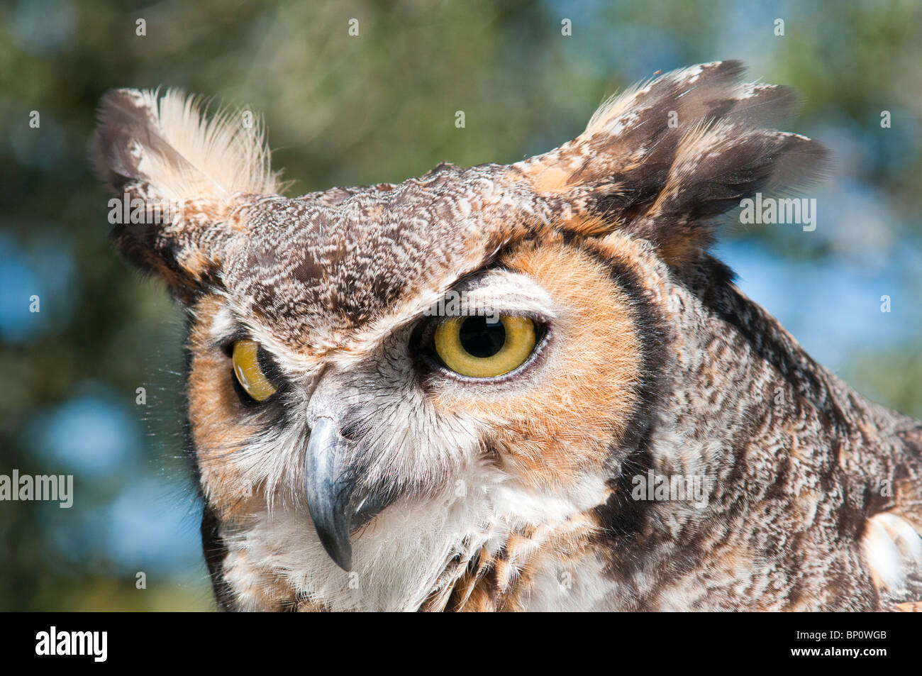Great Horned Owl (Bubo virginanus). Stock Photo